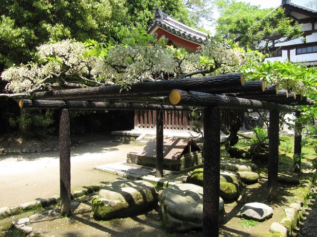 特別公開の、鑑真和上の故郷揚州の名花