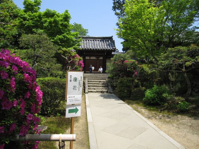 瓊花（けいか）　を見に行きます。