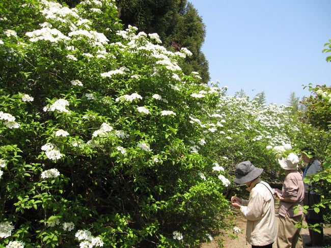 門をくぐると有りました。これが瓊花です。