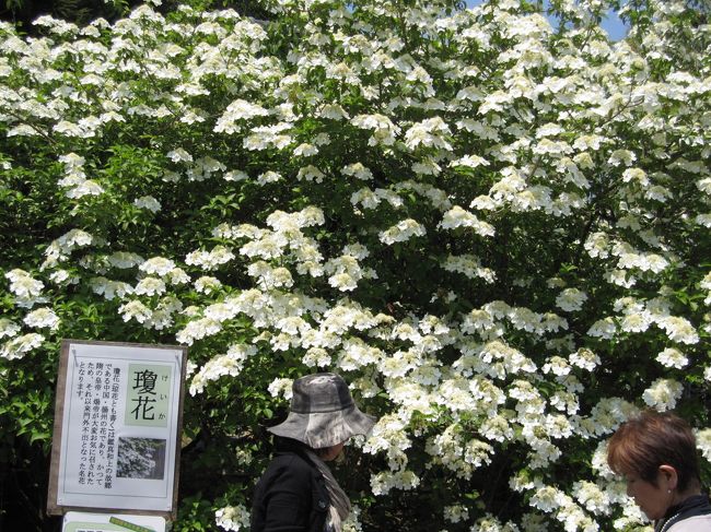 一面に咲き誇ってます。