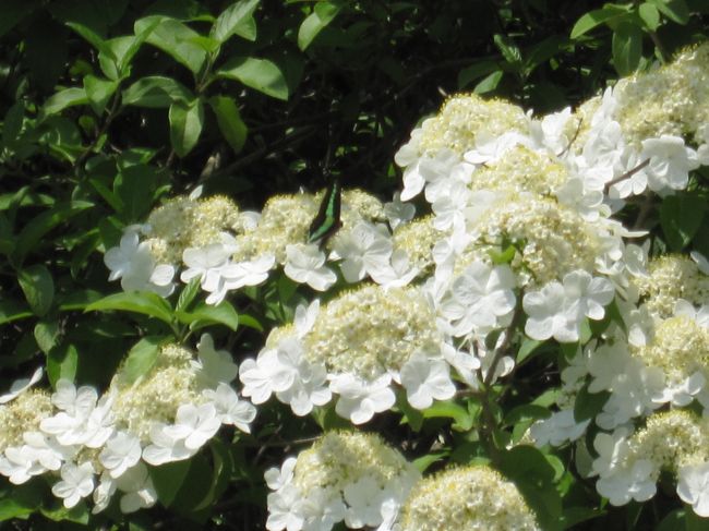 アップしてみました。