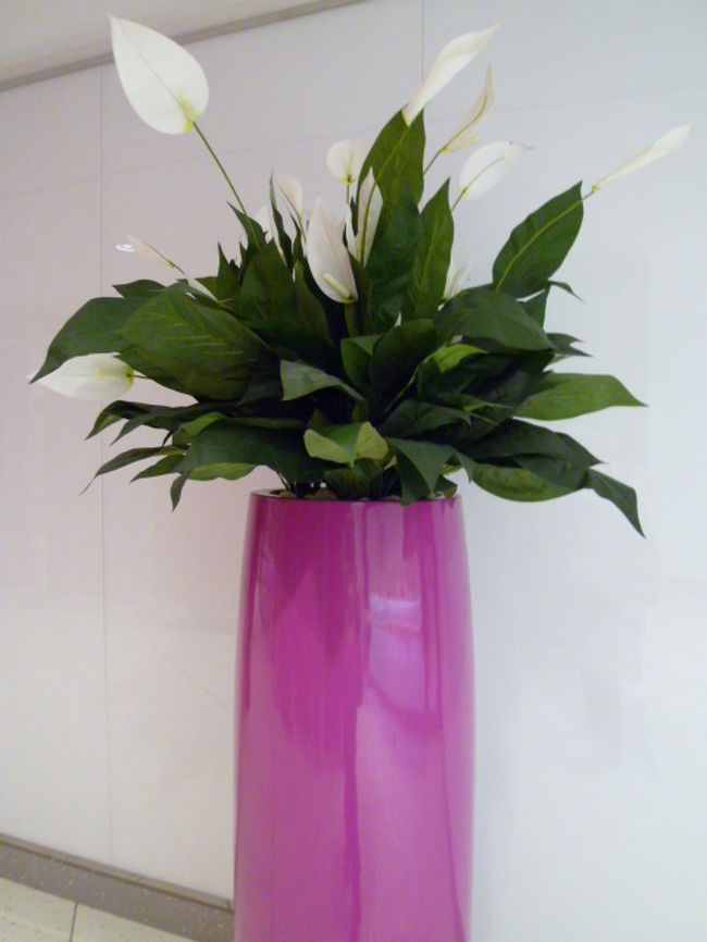 造花だったかな？お花も飾ってありました。