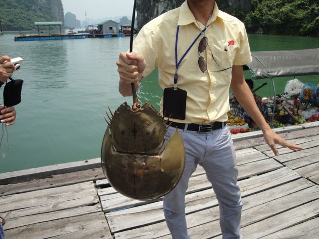 ハロン湾<br />こんなものまで売ってました（確か１００＄？）<br />兜カニですよねえ。<br />普通に食べちゃうんでしょうか？？