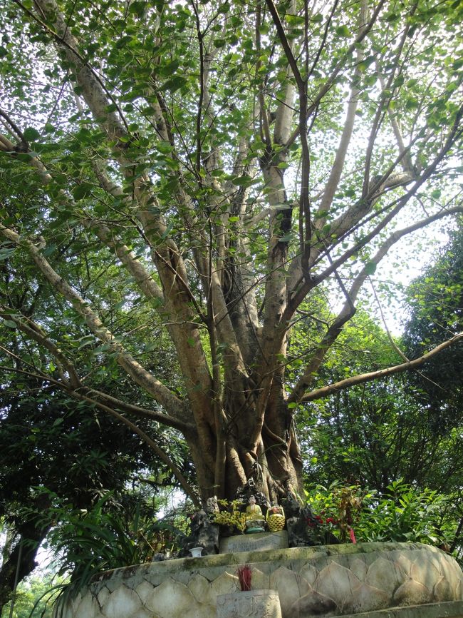 ハノイ　一柱寺<br />あと、後の方にはこんな木があったり<br />（祭壇みたいなのがあったので、なんか由緒があるんでしょうね）<br />けっこう雰囲気も良かったです。