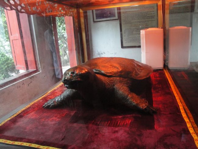 ハノイ　玉山祠<br />かって、この湖に住んでいたという大きな亀の剥製です。<br />たしかに大きい