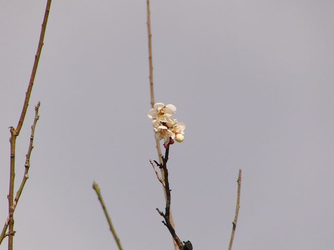 飛火野あたりは、梅の名所でもありますが、まだ数輪咲いているだけ。