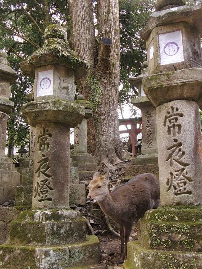 春日大社参道の鹿。