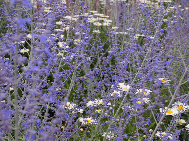 海沿いを散歩。<br />ここにもお花が沢山咲いていました。