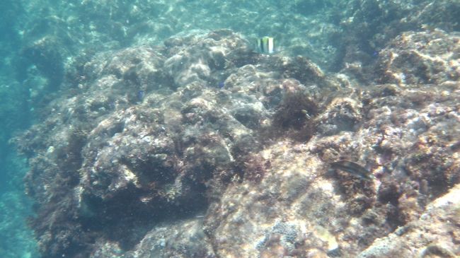 魚の種類も多くてきれいなので一番オススメ。