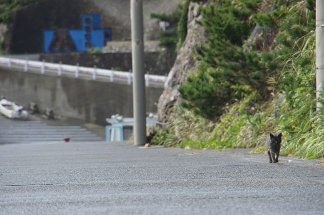 結構猫がいました。