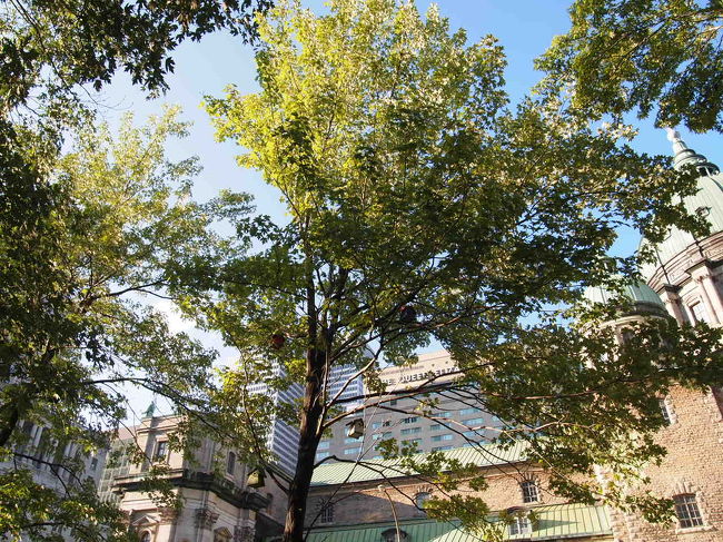 都会な部分もあり、すこし歩くと大きな公園もあり、というところが、私がモントリオールが好きな理由の一つでした。<br /><br />この木、よく見ると・・・