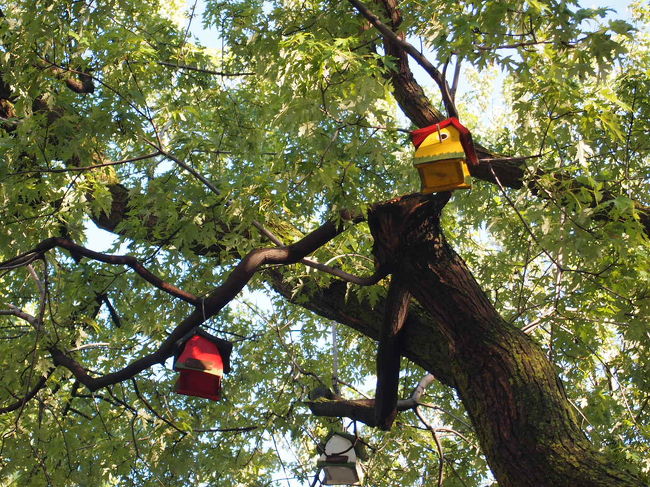 可愛らしい巣箱がいくつも！