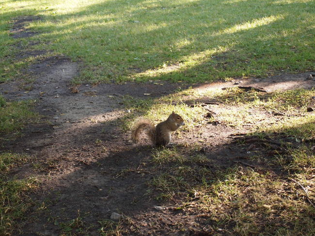 リスもいました。<br />モンロワイヤル公園で餌をあげようとして、指を噛まれたっけ。<br />人懐っこいリスです。