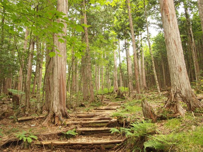 緑に囲まれて、心地いい登山道です。