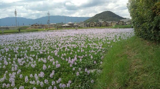 近くには、畝傍山が見えます。