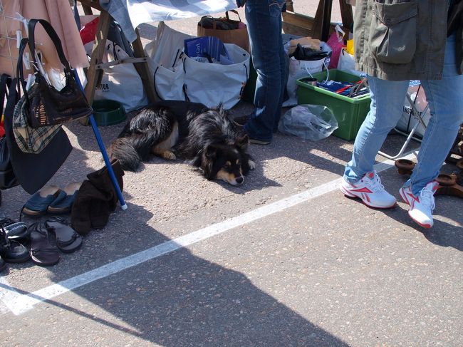 ぼく、もう疲れたよ〜〜ぅ。<br /><br /><br />でも大人しく待ってるワンちゃん☆<br /><br />フィンランドのワンちゃんは、みんなお行儀がいいのでびっくりします。