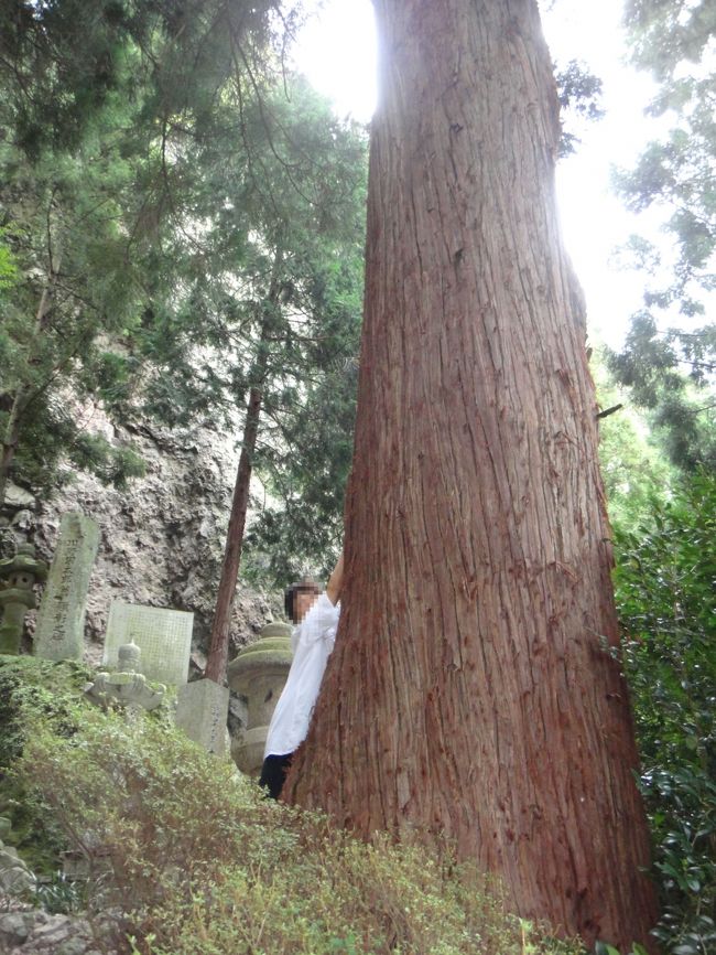 境内にある木・・・大鬼でもその大きさに負けます。