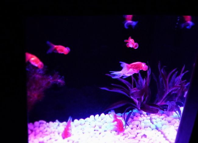 アートアクアリウム展12 江戸 金魚の涼 日本橋 東京 の旅行記 ブログ By Aya Photripさん フォートラベル アートアクアリウム展12 江戸 金魚の涼 日本橋 東京 の旅行記 ブログ By Aya Photripさん フォートラベル