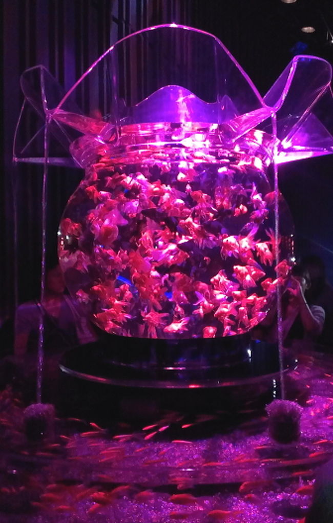 ◇アートアクアリウム展2012−江戸 金魚の涼−◇』日本橋(東京 ◇アートアクアリウム展2012−江戸 金魚の涼−◇』日本橋(東京
