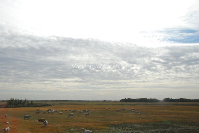 今朝は朝から曇りのお天気が多かったのですが、<br />ようや日差しが出てくる気配。<br /><br />牛さんたちが広い草原でのんびり<br />草をハミハミしている姿を見ていると、<br />カナダの牛さんはいいな〜と羨ましくなります。