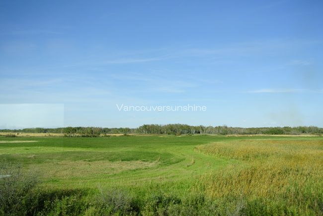 カナダは既に、秋を迎えようとしていますが、<br />まだ緑の草原も見られます。