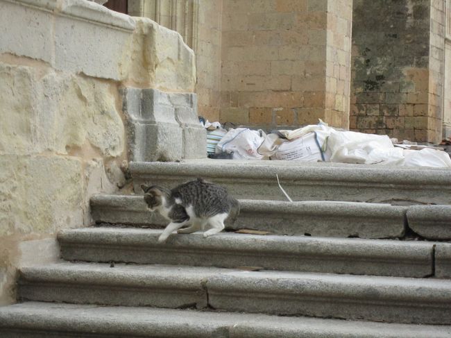 カテドラル前の階段にいた猫。食べ物あるのか―。