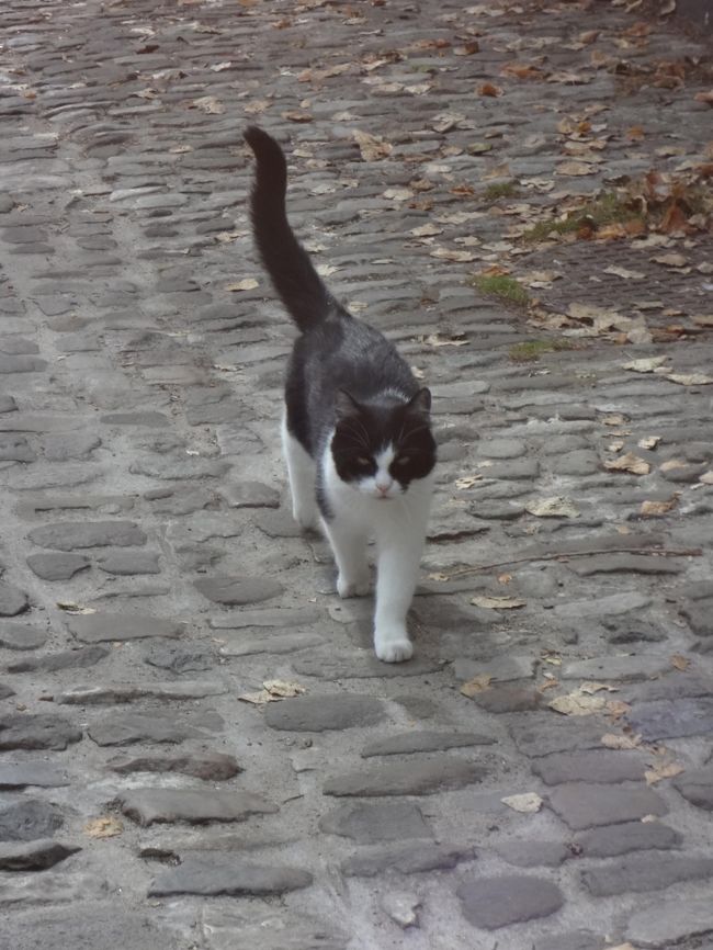 可愛いにゃんこさんのお出迎え。<br />そこは・・。