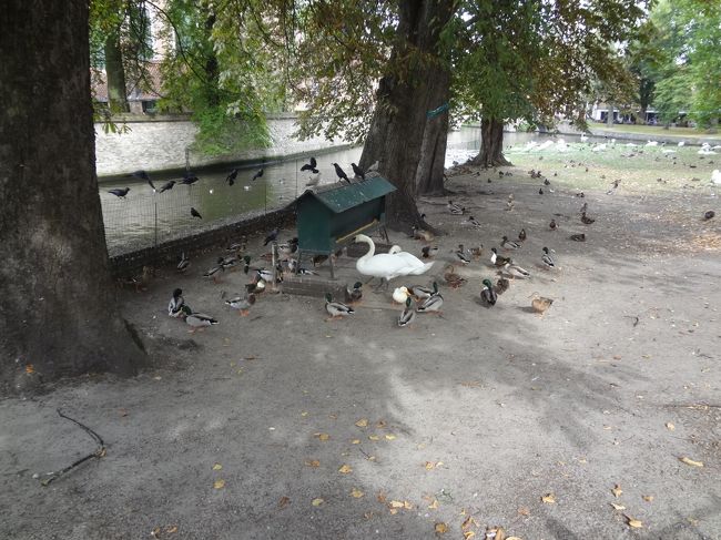 餌場に競うのは。