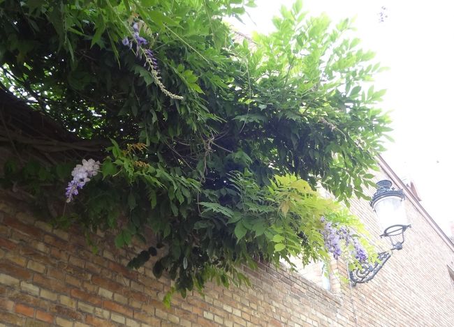 今だに藤の花が。