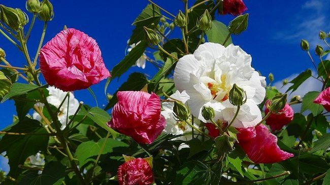 酔芙蓉の花は見ごろ 南足柄市ふくざわ公園付近 秦野 松田 足柄 神奈川県 の旅行記 ブログ By Hn11さん フォートラベル 酔芙蓉の花は見ごろ 南足柄市ふくざわ公園付近 秦野 松田 足柄 神奈川県 の旅行記 ブログ By Hn11さん フォートラベル