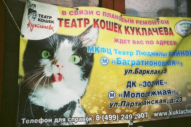 猫サーカスは休演中でした。「寒いのいや〜」