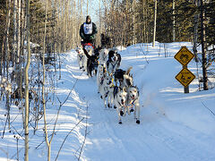 Yukon Quest
林間を走る犬ゾリ