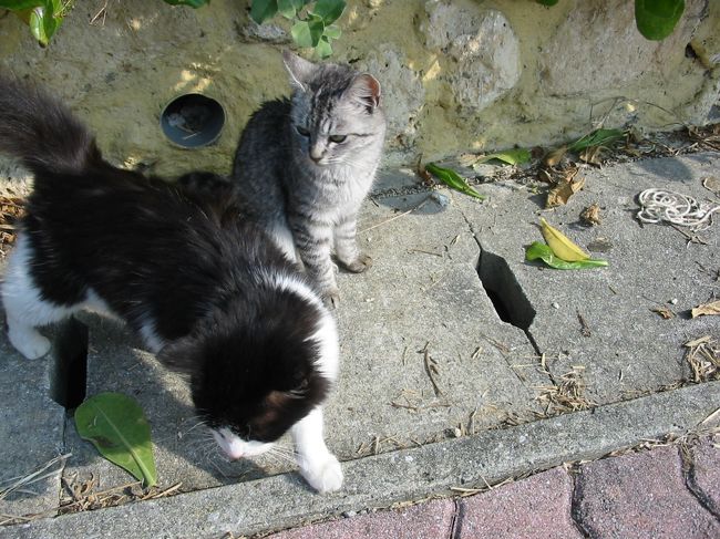 ３日目。<br /><br />特に予定も入れてなかったので、ゴロゴロと起き、<br />でも朝ご飯は、しっかりと食べました。（笑）<br /><br />とりあえず、ホテル近くの公園＆灯台に向かいます。<br /><br />にゃんこさん！！！