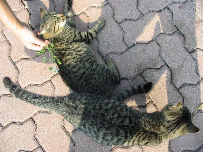 にゃんこさんが、たくさんいました。（ミ￣ー￣ミ） 