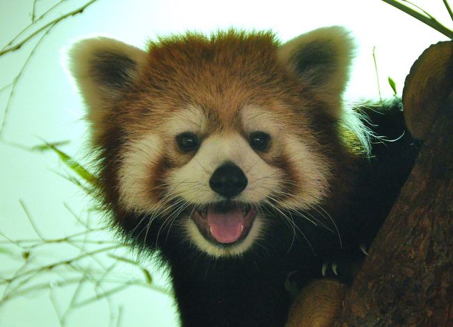 レッサーパンダが笑った レサパンの聖地 茶臼山動物園のほほん記 篠ノ井 長野県 の旅行記 ブログ By Shimahukurouさん フォートラベル