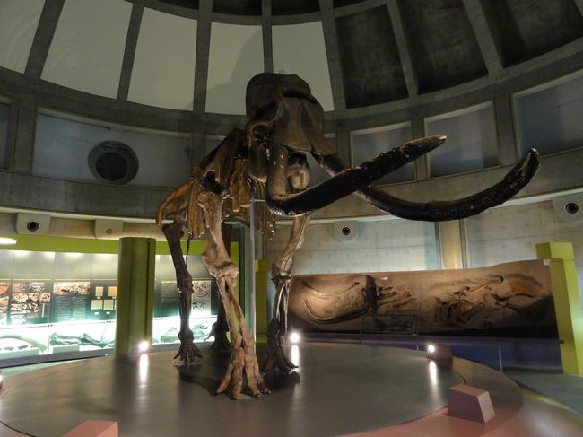 この付近で見つかったナウマン象の骨格標本（レプリカ）が鎮座しておりました。