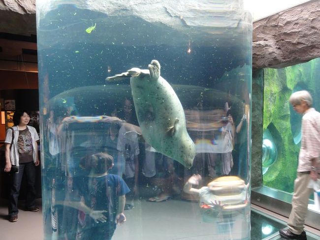 ゴマフアザラシの水中トンネル。頻繁に来てくれてナイスなヤツです。