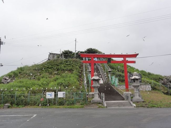 北海道からの帰り道に必ず寄ろうと思っていた蕪嶋神社。<br /><br />ウミネコの繁殖地ということでハンパないウミネコの数がお出迎えしてくれます。