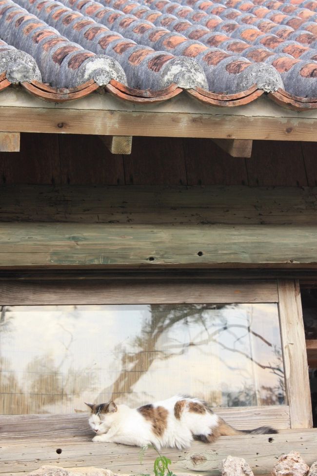 お店のねこちゃん。<br />商品を倒したりはしないんだそうです。<br />お皿の間を上手に歩いていました。<br />