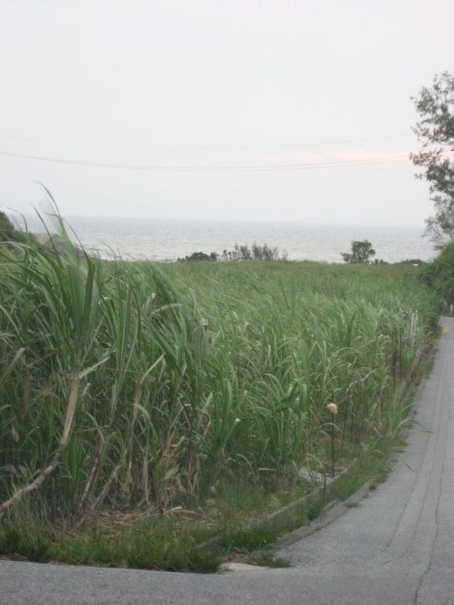 青真栄田岬の周辺にはさとうきび畑が広がっていました。<br />