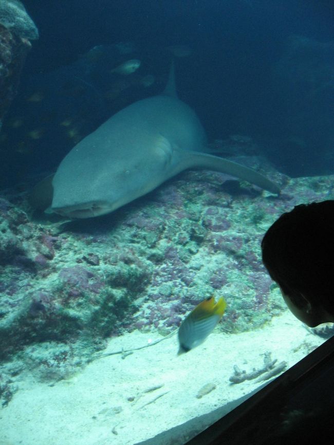 長男、水族館大好き。<br />なまこもヒトデも触れないけど・・・。<br />じっくり時間をかけて１つ１つを見て回りました。<br /><br />