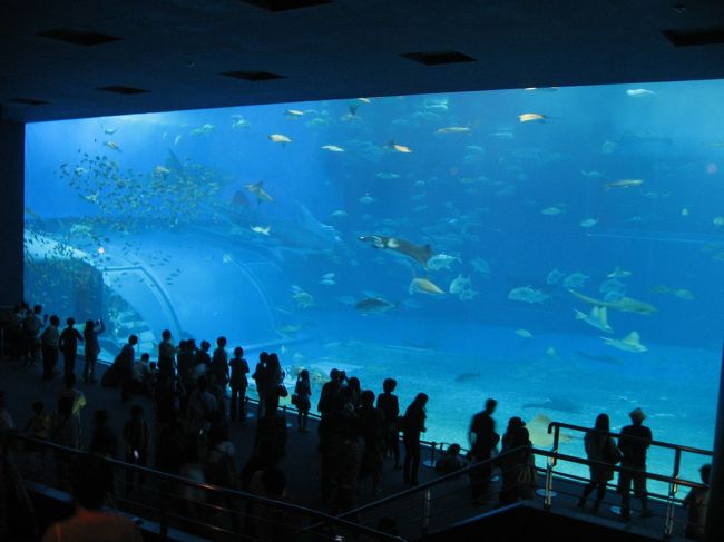 １番楽しみにしたいたジンベエザメのいる黒潮の海。<br /><br />ここでコンデジが壊れました・・・。<br />薄暗いのでピントを合わせられず、そのまま動かなくなりました。<br />デジイチとビデオがあって良かった・・・。<br />