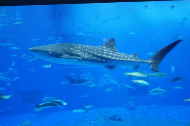 飼育下では世界一のジンベエザメだそうです。<br />水槽の大きさがやっぱりすごい。<br />ここに何時間いても飽きません。<br />