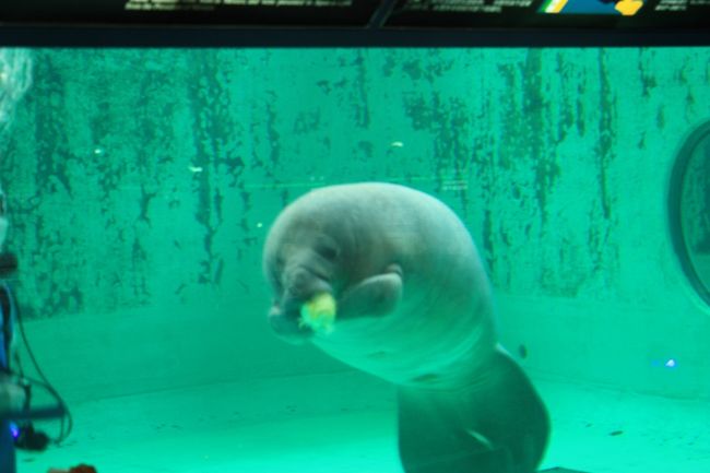 マナティー館へ。<br />レタスを食べています。<br />