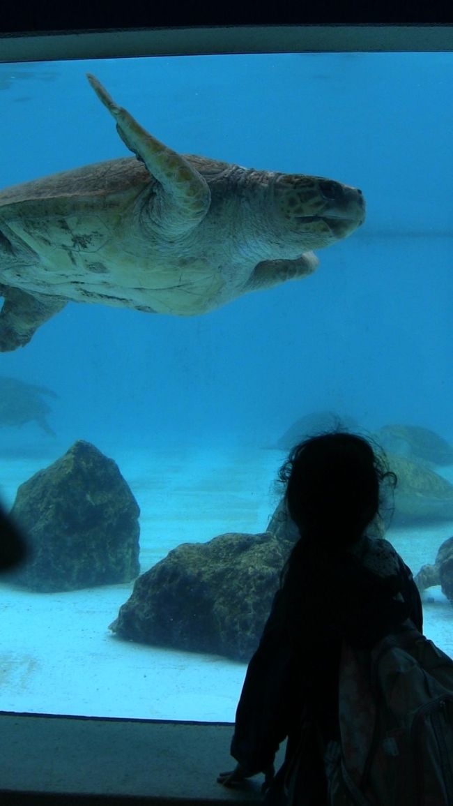 ウミガメ館へ。<br />こうやって見るとウミガメって大きいんですね。<br />孵ったばかりの赤ちゃんガメもいました。<br /><br />イルカは時間の都合上行けませんでした。<br />