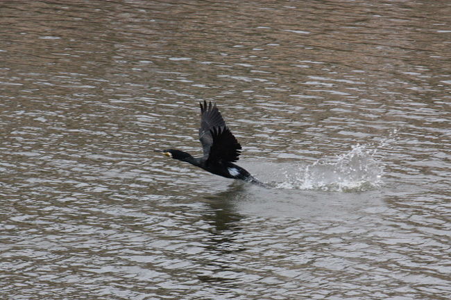 カワウ<br /><br />体が重いので、飛び立つ時は水面を走ってから飛び立ちます。<br />