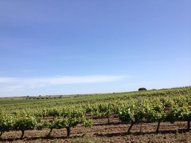 そしてここからが長かった。<br />1時間くらいは走りましたかね。<br />もうそろそろいい加減に…<br />と思い始めたところへ、<br />前方の高いところになにやら集落が。<br />身を乗り出して、<br />「もしかしてあれ?(日本語)」<br />「そう、あれ。遠いよ(ポルトガル語)」<br />やっと見えてきたモンサラーシュ。<br />が、ここからもまだまだかかります。<br />なんせ標高332mにある村ですものね。<br />そう簡単には。<br />そしてそして。