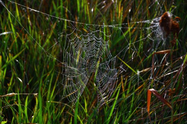 こんな所だと蜘蛛の巣までアートに見えてしまう