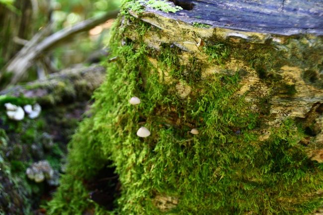 最後の難関。がんばるぞ。