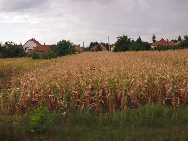 殆ど　収穫を終えた　トウモロコシ畑や　一面の　枯れたヒマワリ畑が　延々と広がります。